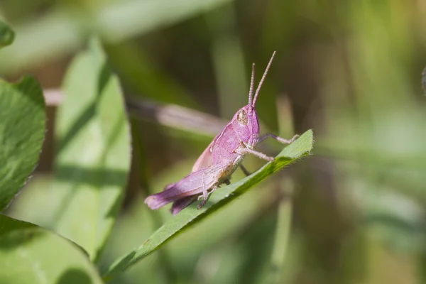 Roze sprinkhaan — Stockfoto