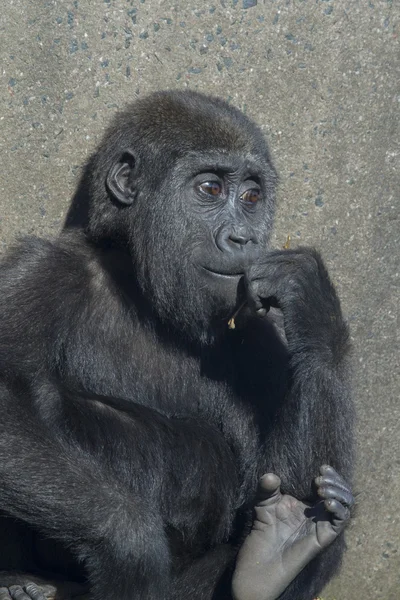 Baby gorilla — Stock Photo, Image