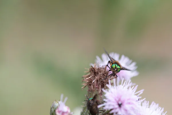 Yeşil gözlü sinek — Stok fotoğraf