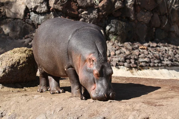 Hippopotamus from africa — Stock Photo, Image