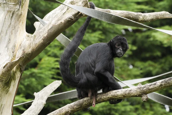 Black Spider Monkey — Stock Photo, Image