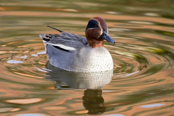 Teal Duck — Stock Photo, Image