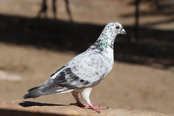 Pied Pigeon