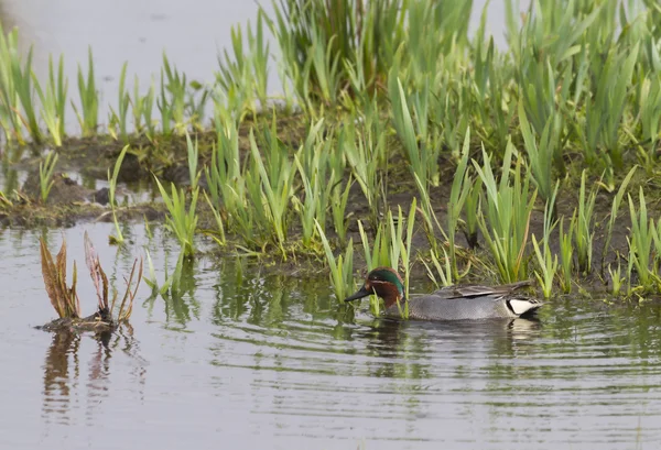 Wintertaling (Anas crecca) — Stockfoto