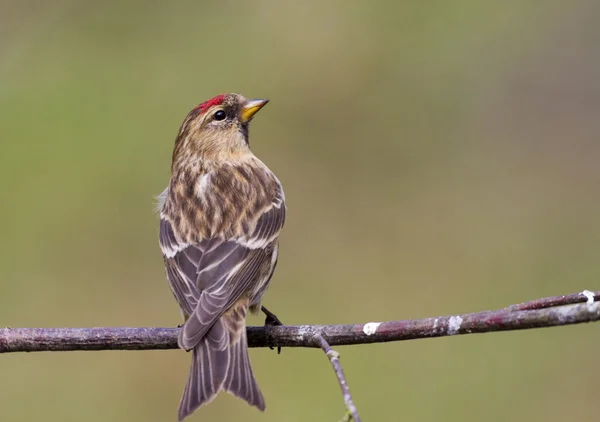 Redpoll on a branch — Stock Photo, Image