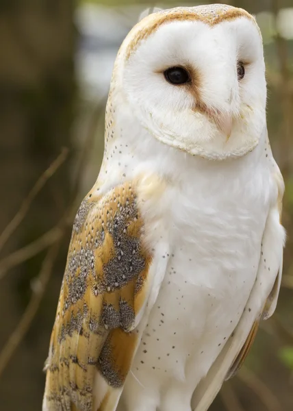 Barn Owl — Stock Photo, Image