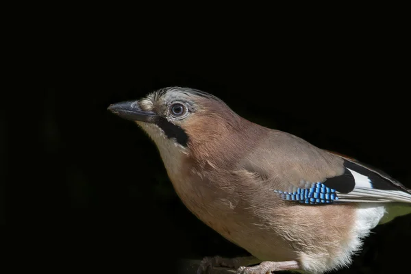 ジェイ （garrulus にきび) — ストック写真