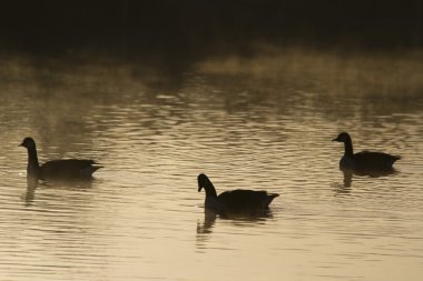 kazların silhouettes