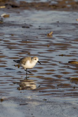 yiyecek arayan sanderling