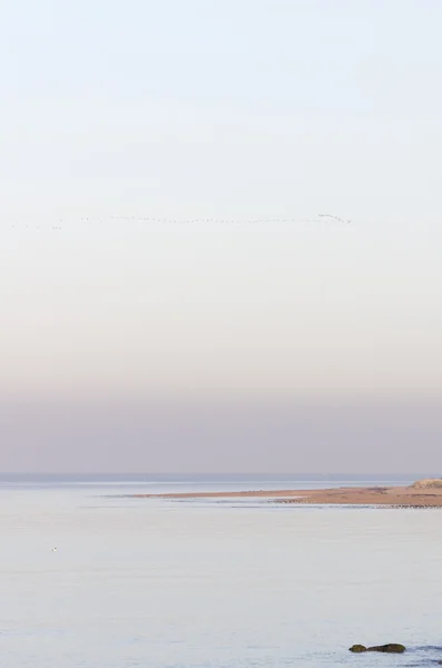 Morgon på kusten med fåglar — Stockfoto