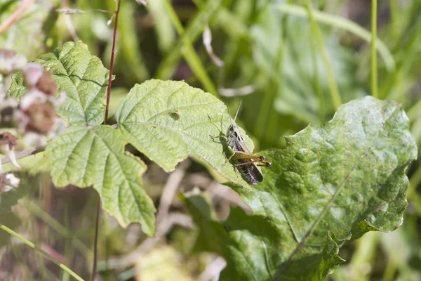 Heuschrecke am Stiel — Stockfoto