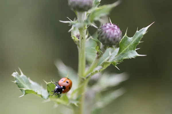 Pequeña mariquita — Foto de Stock