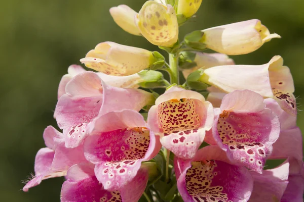 Flores de guante de zorro — Foto de Stock