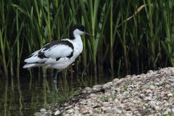 Avocet dans l'eau — Photo