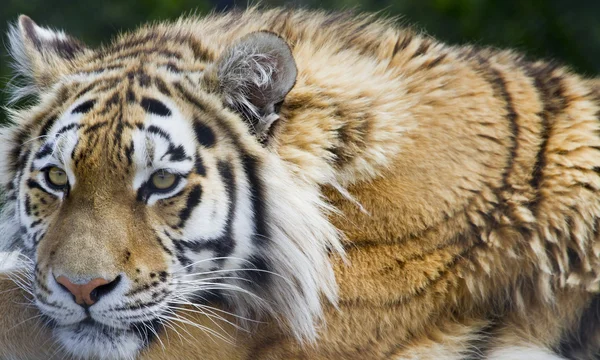 Tiger resting on log — Stock Photo, Image