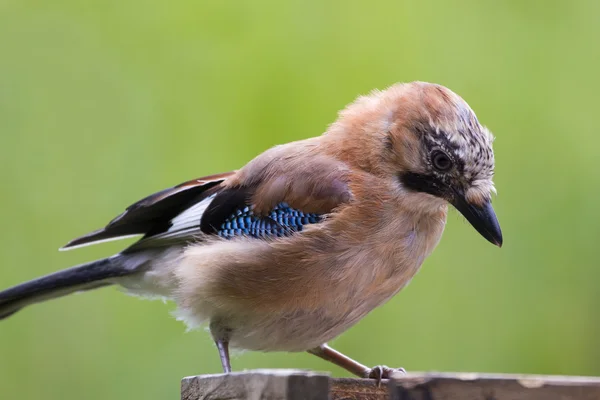 Jay ( Garrulus glandarius ) — Foto de Stock