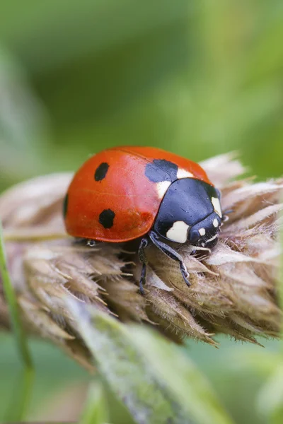 Pequeña mariquita — Foto de Stock