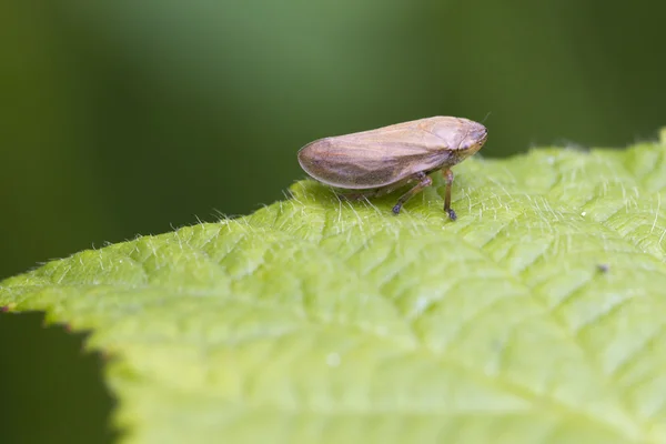 Blatttrichter auf Blatt — Stockfoto