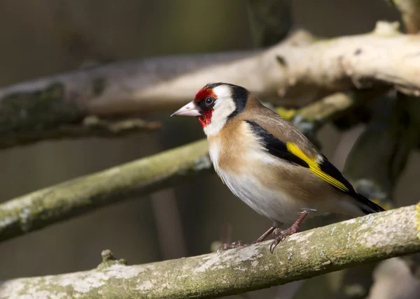 Goldfinch na filial — Fotografia de Stock