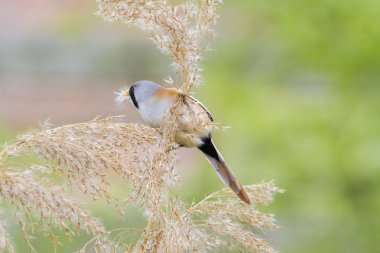 Sakallı baştankara