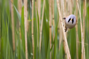 Sakallı baştankara