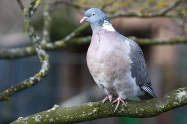 Wood pigeon ( Columba oenas )