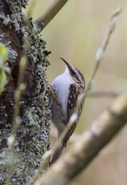 ağaca tırmanmak Tırmaşık kuşugiller