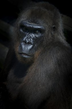 siyah goril