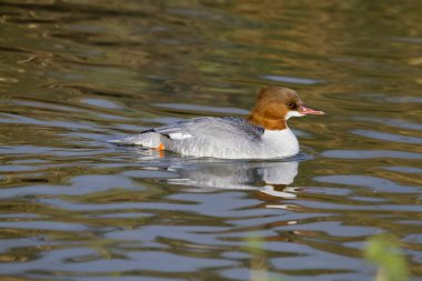 Merganser ( Mergus mergans )
