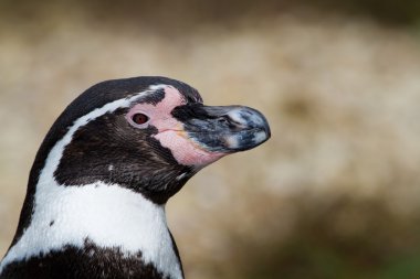 sevimli penguen