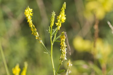Kızböcekleri çiçek
