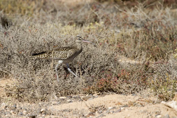 Whimbrel en la naturaleza — Foto de Stock