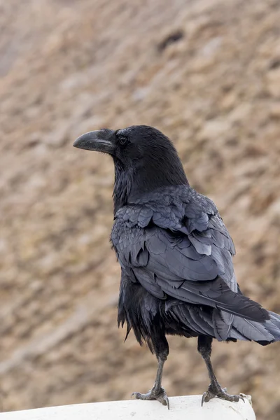 Raven op een richel — Stockfoto