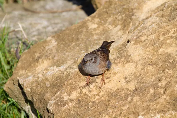 Järnsparv (prunella modularis) — Stockfoto