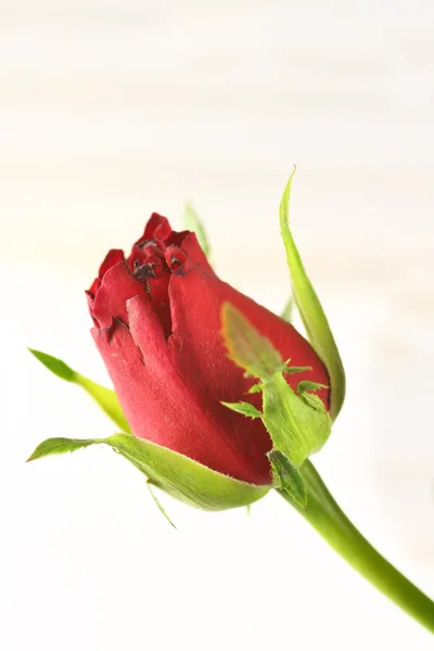 Rose bud — Stok Foto