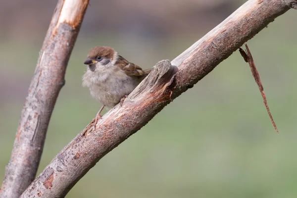 Blaumeise — Stockfoto