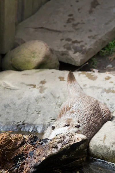 Otter( Lutra lutra) — Stock Photo, Image