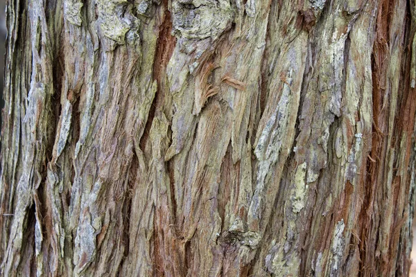 Tronco de árbol — Foto de Stock