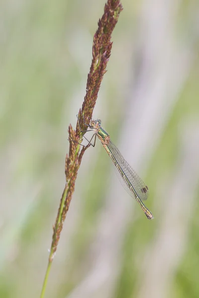 Damselfly esmeralda —  Fotos de Stock