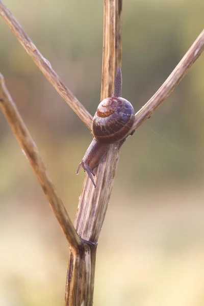 Caracol de jardín — Foto de Stock