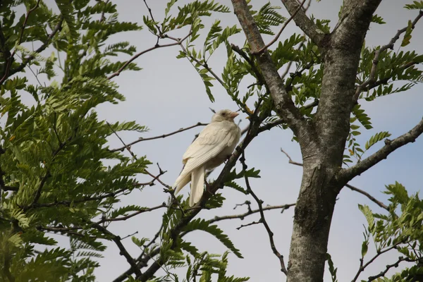 Pássaro branco na árvore — Fotografia de Stock