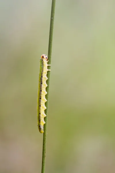 Rozenbladwesp larve — Stockfoto