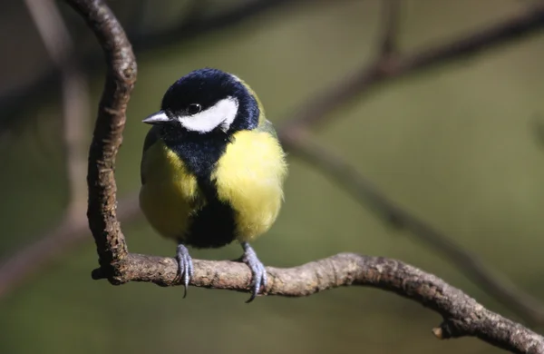 Kohlmeise (parus major)) — Stockfoto