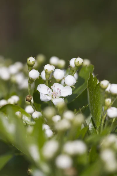 Weißdornblüte — Stockfoto