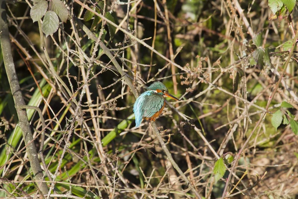 Kingfisher (Alcedo en este) — Foto de Stock