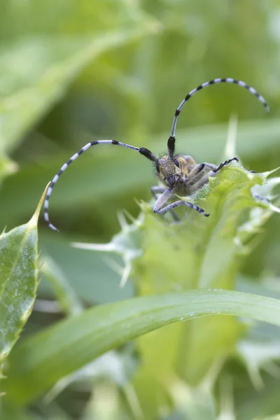 Käfer lugt über ein Blatt — Stockfoto