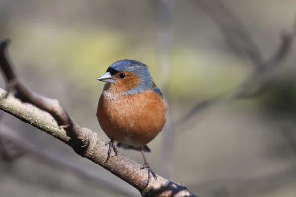 Chaffinch (Fringilla coelebs) ) — Photo