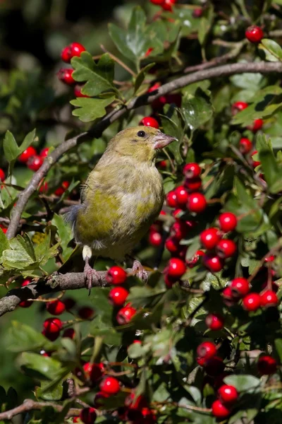 Hawthorn greenfinch preched — Stok fotoğraf