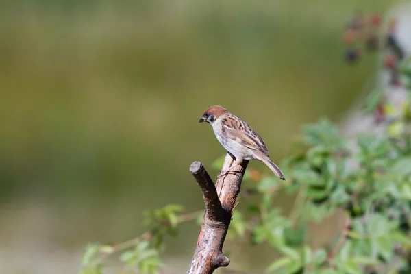 Tree Sparrow — Stock Photo, Image