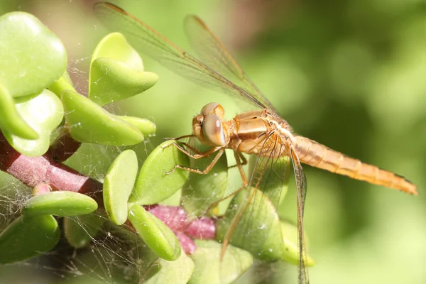 Libélula na planta — Fotografia de Stock